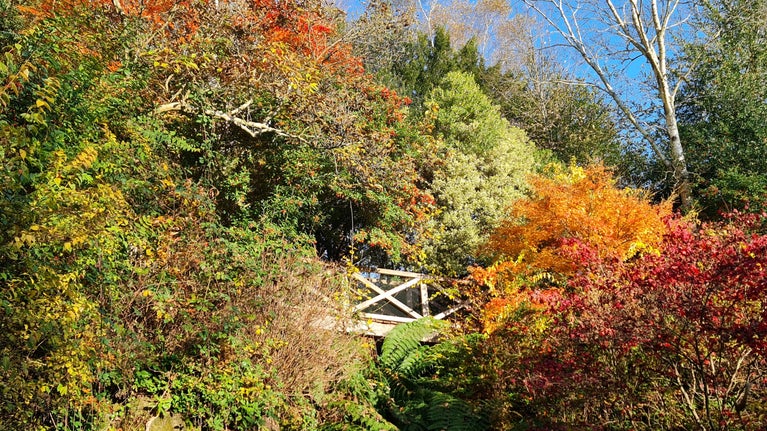 Autumn in the Quarry Garden